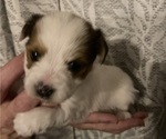 Puppy Puppy 3 Morkie