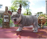 Puppy 2 French Bulldog