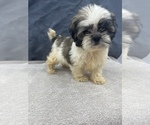 Small Photo #6 Shih Tzu Puppy For Sale in SAINT AUGUSTINE, FL, USA