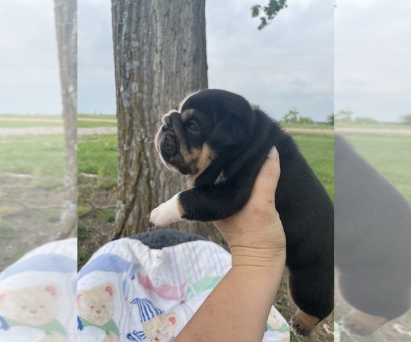 Medium Photo #1 Bulldog Puppy For Sale in CALDWELL, TX, USA
