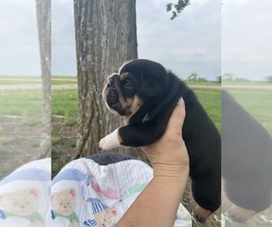 Bulldog Puppy for sale in CALDWELL, TX, USA