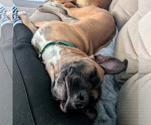 Montreal - Female Mutt Dog for Adoption - Photo #7