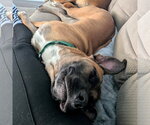 Small Photo #7 Mutt Puppy For Sale in Fargo, ND, USA