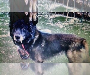 Xander - Male Mutt Dog for Adoption - Photo #2