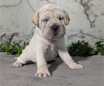 Small #4 Cocker-Pei