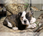 Small Photo #3 Olde English Bulldogge Puppy For Sale in SHILOH, OH, USA