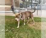 Small American Pit Bull Terrier Mix