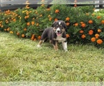 Small #6 Border Collie-Bordoodle Mix