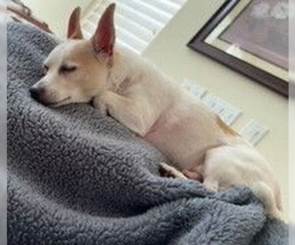 Medium Photo #12 Chihuahua Puppy For Sale in oakland, FL, USA