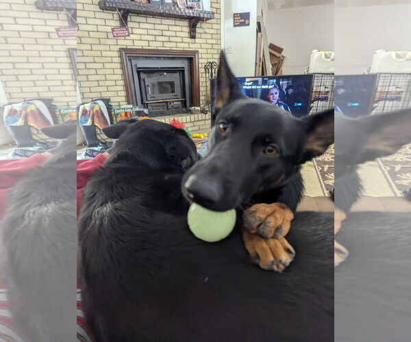 Medium Photo #4 German Shepherd Dog Puppy For Sale in La Grange , NC, USA