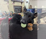 Small #3 German Shepherd Dog