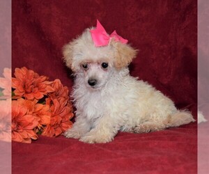 Maltese-Poodle (Toy) Mix Puppy for sale in BARNESVILLE, KS, USA