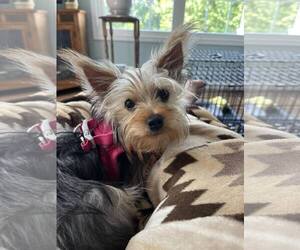 Mutt Dogs for adoption in Lewistown, PA, USA