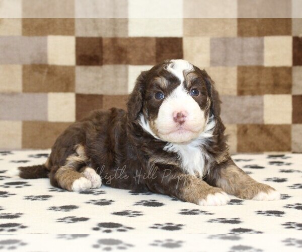 Medium Photo #2 Bernedoodle (Miniature) Puppy For Sale in DENVER, PA, USA