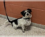 Small Lhasa Apso