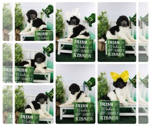 Poodle (Standard) Puppy for sale in RUSTON, LA, USA