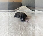 Small Photo #5 American Staffordshire Terrier-Unknown Mix Puppy For Sale in Holly Springs, NC, USA