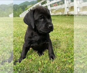Mastador Puppy for sale in WINCHESTER, OH, USA