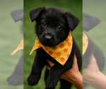 Puppy Puppy 3 German Shepherd Dog