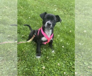 Labrador Retriever-Unknown Mix Dogs for adoption in SHERBURNE, NY, USA