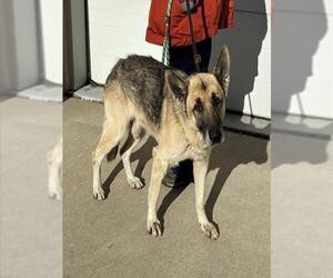 German Shepherd Dog Dogs for adoption in Louisville, KY, USA
