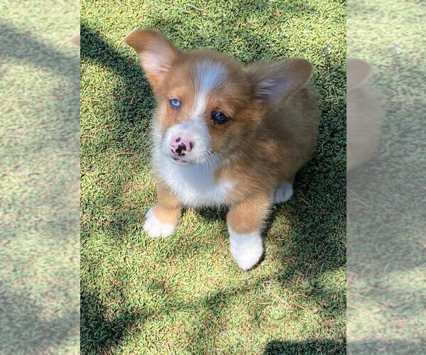 Medium Photo #1 Aussie-Corgi Puppy For Sale in BRIGGSDALE, CO, USA