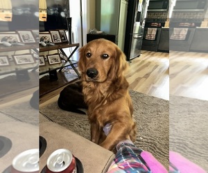 Father of the Golden Retriever puppies born on 08/03/2026