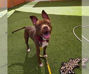 Mutt Dogs for adoption in Las Vegas, NV, USA