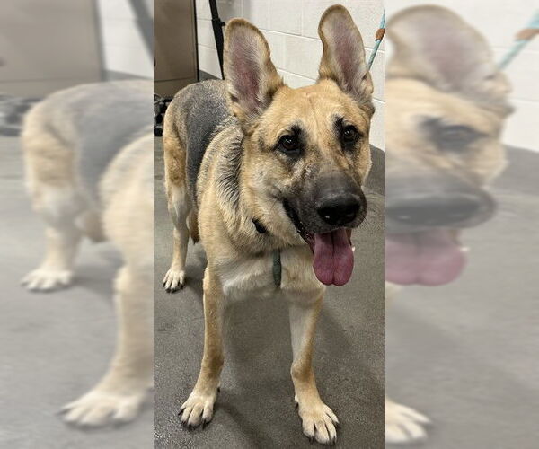 Medium Photo #1 German Shepherd Dog Puppy For Sale in Forestville, MD, USA