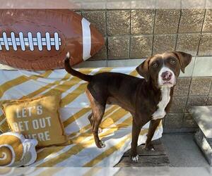 Labrador Retriever-Unknown Mix Dogs for adoption in Tulsa, OK, USA