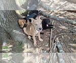 Small #8 Labrador Retriever Mix
