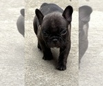 Puppy Basil Hayden French Bulldog