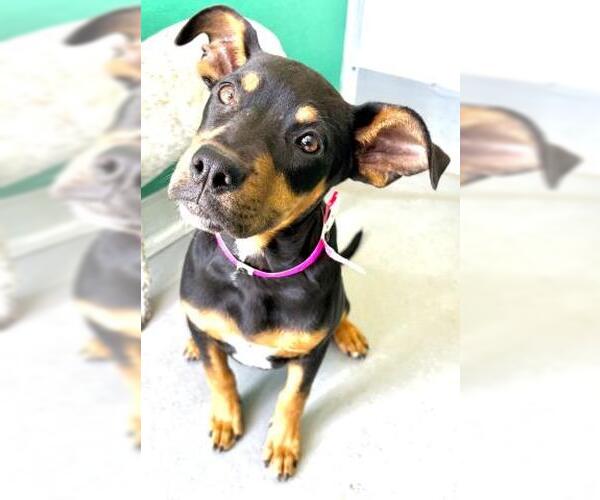 Medium Photo #1 Mutt Puppy For Sale in Visalia, CA, USA