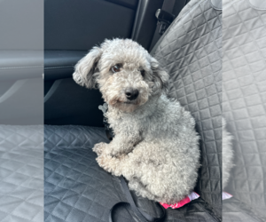 Medium Poodle (Miniature)