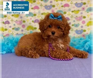 Poodle (Toy) Puppy for sale in WINNSBORO, LA, USA
