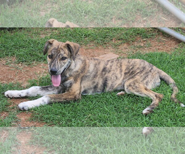 Medium Photo #9 Catahoula Leopard Dog-Great Pyrenees Mix Puppy For Sale in Clinton, OK, USA