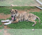 Small #8 Catahoula Leopard Dog-Great Pyrenees Mix