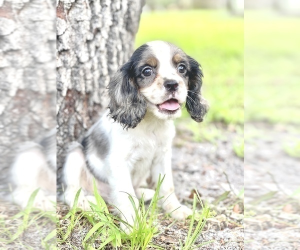 Medium Photo #2 Cavalier King Charles Spaniel Puppy For Sale in SAINT CLOUD, FL, USA