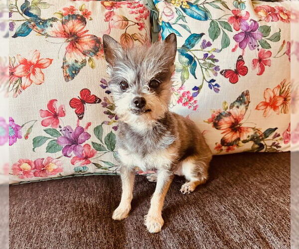Medium Photo #4 Mutt Puppy For Sale in Allentown,, PA, USA