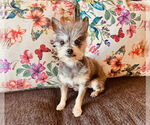 Small #3 Mutt