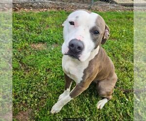 Mutt Dogs for adoption in Shelburne, VT, USA