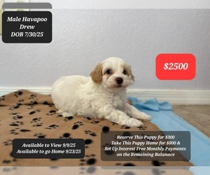 Poovanese Puppy for sale in TUCSON, AZ, USA
