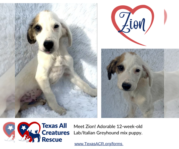 Medium Photo #1 Italian Greyhound-Labrador Retriever Mix Puppy For Sale in Lillian, TX, USA