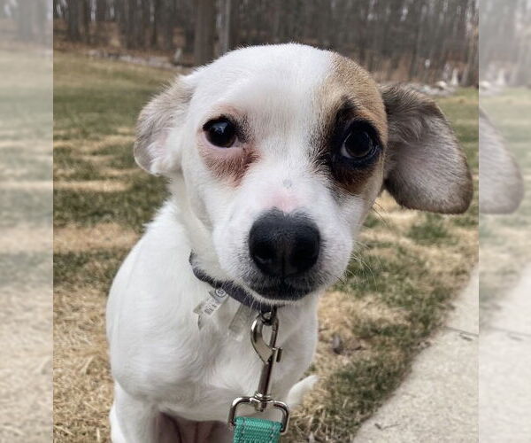 Medium Photo #8 Rat-Cha Puppy For Sale in Grafton, WI, USA
