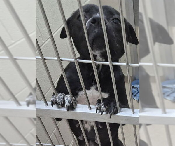 Medium Photo #1 Mutt Puppy For Sale in Decatur, IL, USA