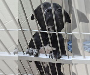 Mutt Dogs for adoption in Decatur, IL, USA