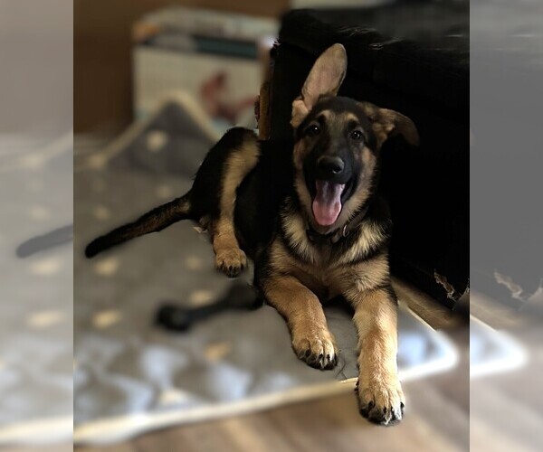 Medium Photo #3 German Shepherd Dog Puppy For Sale in SACRAMENTO, CA, USA