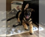Small #2 German Shepherd Dog