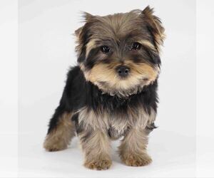 Yorkshire Terrier Puppy for sale in LOS ANGELES, CA, USA
