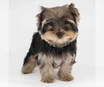 Image preview for Ad Listing. Nickname: Buddy